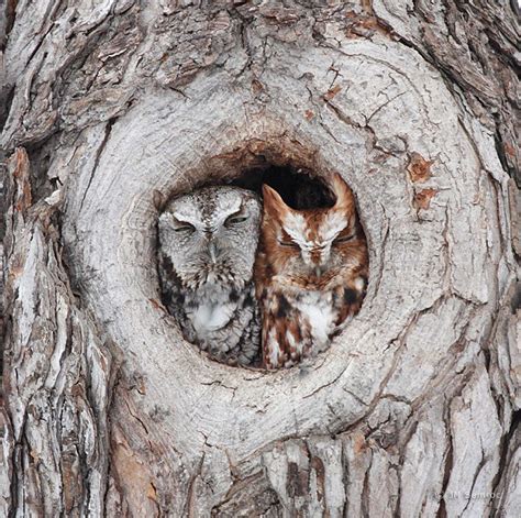 Great Horned Owl Nest Box