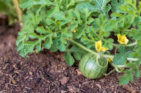 How To Grow Watermelon Detailed Instructions Growfully