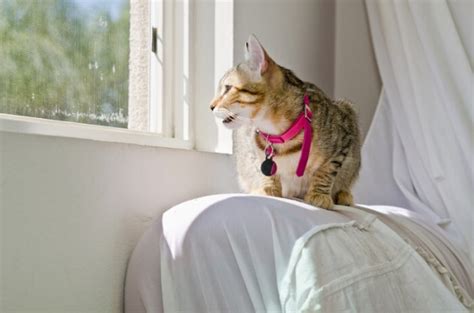 Cat Chirping: What Is It and What Does It Mean? - Cats.com