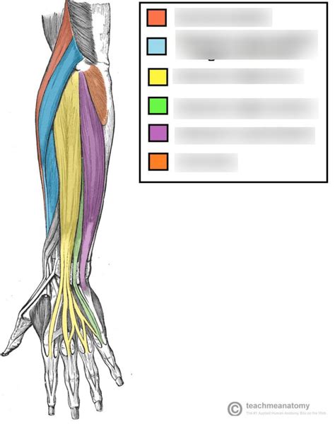 Diagram of Extensor muscles of the forearm | Quizlet