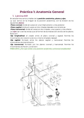 Practica Anatomia General Pdf