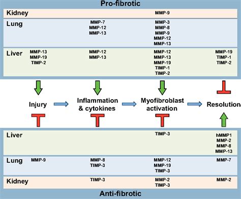 Figure From Diverse Functions Of Matrix Metalloproteinases During