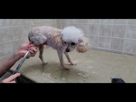 Full grooming makeover for a toy poodle using a 7 blade and poodle-cut ...