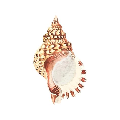 Premium Vector | Shell watercolor vector illustration