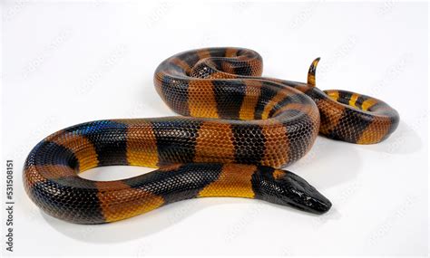 Bismarck Ringed Python Bismarck Ringpython Bothrochilus Boa Stock