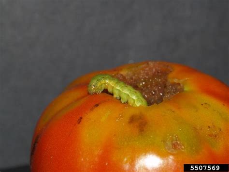 Corn Earworm Tomato Fruitworm Helicoverpa Zea