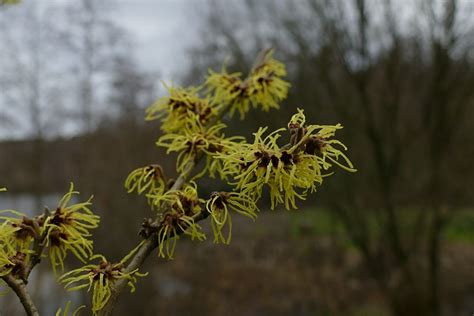 Witch Hazel Botanical Yellow Free Photo On Pixabay Pixabay