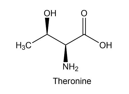 The Amino Acid Threonine 2S 3R 2 Amino 3 Hydroxybutanoic Acid Has