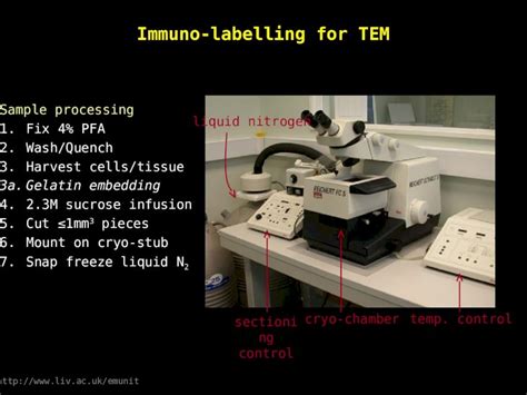 Ppt Immuno Labelling For Tem Cryo Chambertemp Control Liquid