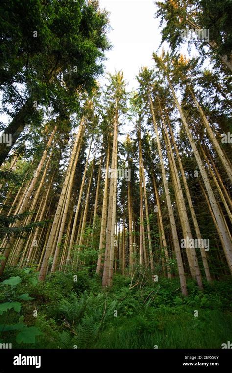 The thuringian forest hi-res stock photography and images - Alamy