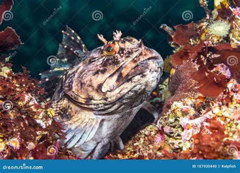 Cabezon Fish on California Reef Stock Photo - Image of mouth, america ...