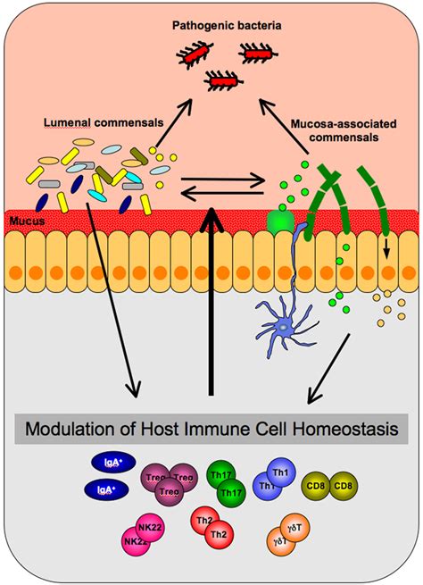 Modulation Of Immune Homeostasis By Commensal Bacteria Abstract