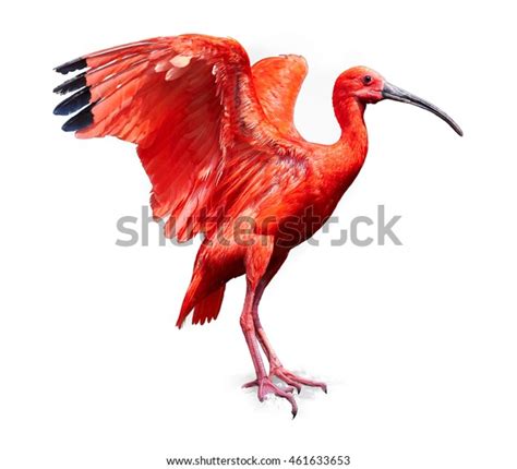 817 National Bird Trinidad Images, Stock Photos, 3D objects, & Vectors ...