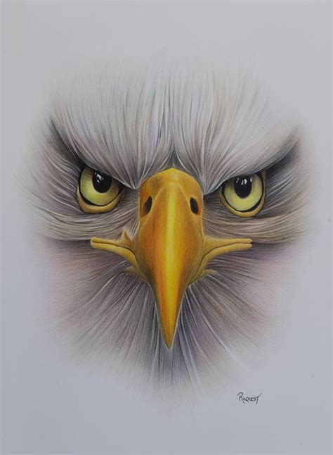 Bald Eagle drawing PRINT Art & Collectibles Drawing & Illustration etna.com.pe