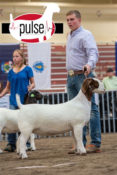 National Boer Goat Show | ABGA Percentage Does | The Pulse