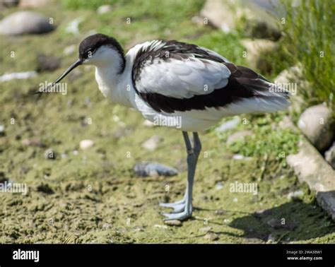 Diverses Esp Ces De Faune Sauvage Au Royaume Uni Y Compris Les