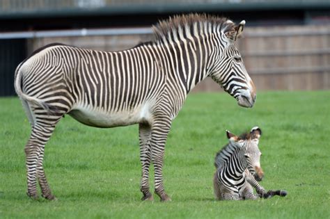 Zebra Foals ‘Horsing Around’ at ZSL Whipsnade Zoo - ZooBorns