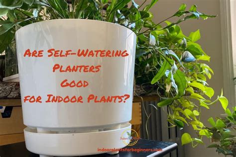 Are Self-Watering Planters Good For Indoor Plants? - Indoor Plants For ...