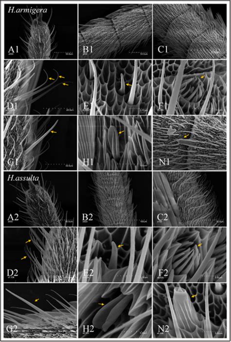 Scanning Electron Micrographs Of Sensilla On Male H Assulta And H