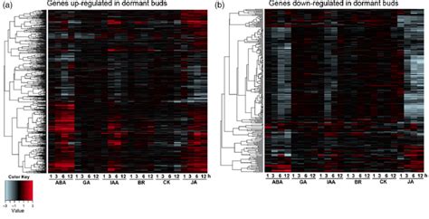 The Involvement Of Phytohormones In The Dormant Bud Hierarchical Download Scientific Diagram