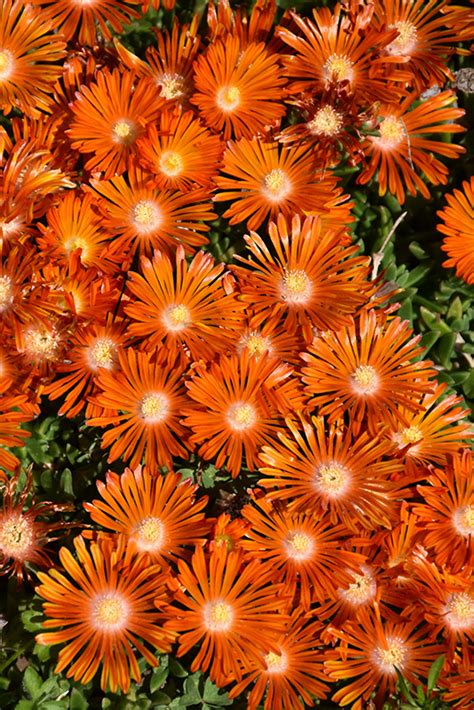 Ocean Sunset Orange Vibe Ice Plant Delosperma T18 2 In Frankfort