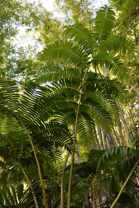 Angiopteris Evecta King Fern