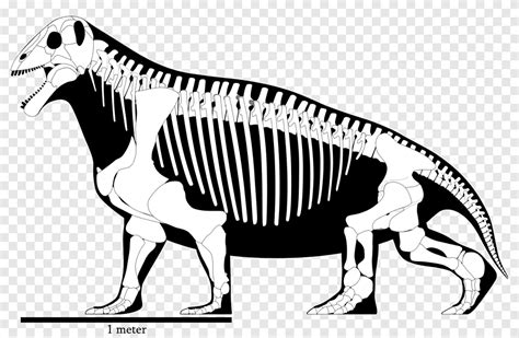 Moschops Skeleton Permian Animal Tapinocephalia, Reconstruction, mammal ...