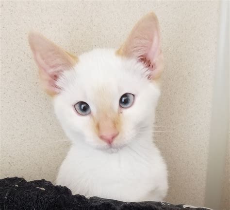 Flame is adopted! | Happy Cats Haven