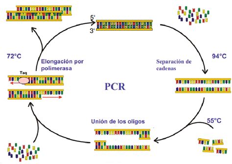 Ciclo De Amplificación De La Pcr De Padro E 2010 Download