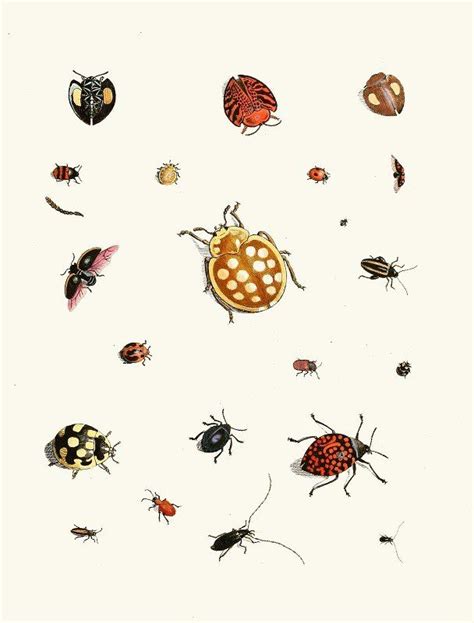 Dr Sulzer S Short History Of Insects Pl By Johann Heinrich Sulzer