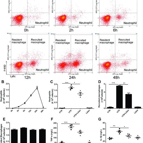 LXA4 Mediated Reduction In LPS Induced Neutrophil Transmigration Was