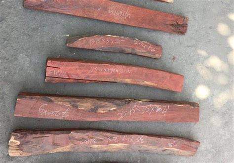 Red Sanders Wood | Rich Red Color Wood