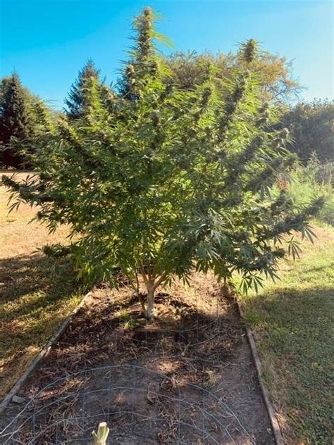 Jack Herer Outdoor Ready To Harvest Thcfarmer Cannabis