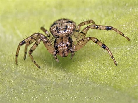 Free Images : fauna, invertebrate, close up, arachnid, india ...