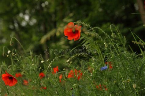 Red Poppies that Bloom in Spring Stock Photo - Image of shrub, grass ...