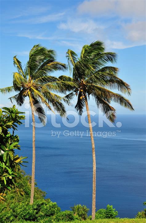 Twin Palms Stock Photo | Royalty-Free | FreeImages