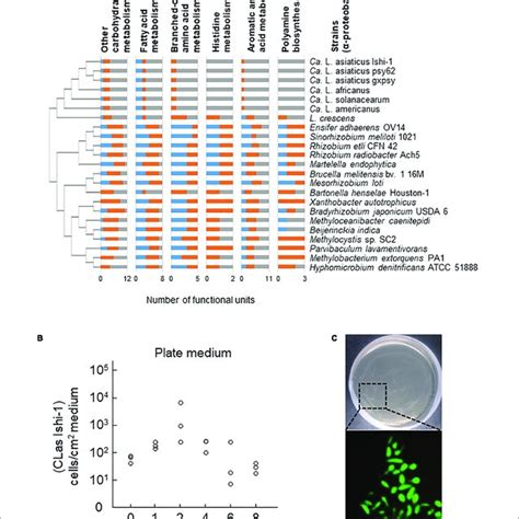 Culture Of Candidatus Liberibacter Asiaticus CLas In Vitro A