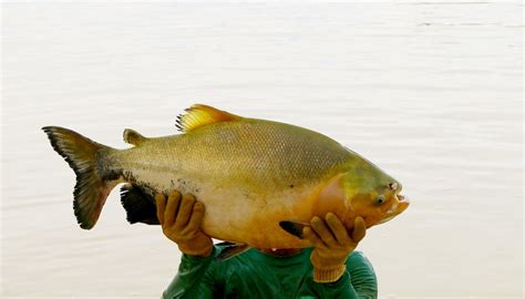 Tambatinga Peixe Caracter Sticas Reprodu O Alimenta O Tipos De