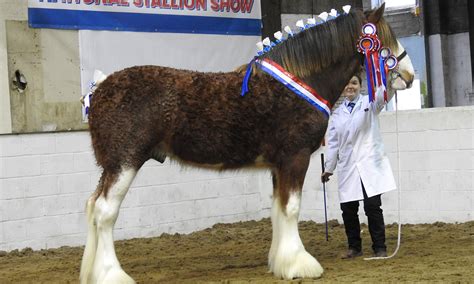 National Stallion Show: Clydesdale colt has the Magic Touch to take the ...