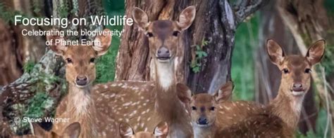 What DO Cicadas Do Everything You Need To Know About Sex Crazed Insects As Emergence Begins