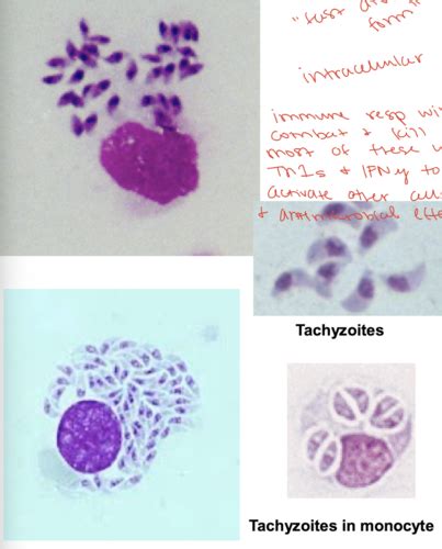 LEC 24 25 Systemic Coccidia Protozoa Flashcards Quizlet