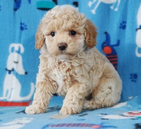 maltipoo puppies near me - Home Land Puppies - Adopt A puppy