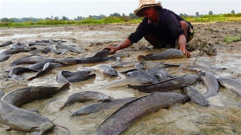 Amazing Fishing A Fisherman Skill Catch Many Fish In Mud By Hand Top