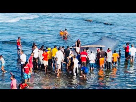 Ndeza Chelewa Hounou Moroni Une Baleine a été retrouvée échouée YouTube