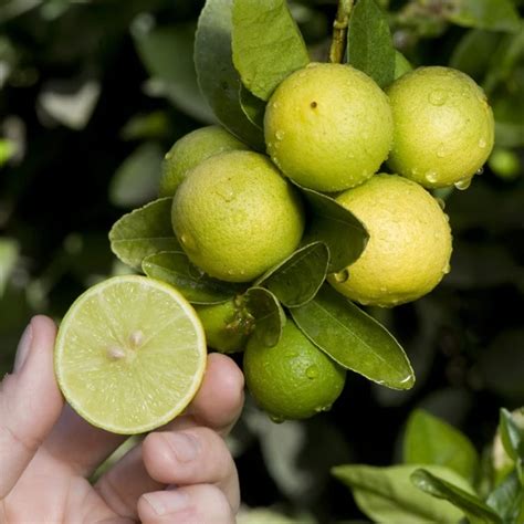 Key Lime Tree | Key lime tree, Lime tree, Citrus trees