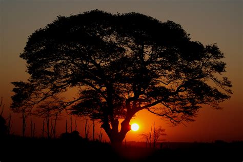 Wallpaper Sky Nature Tree Sunrise Woody Plant Dawn Sunset