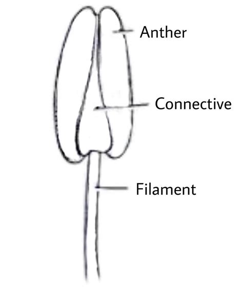 List 98+ Pictures The Anther And Filament Are Parts Of The Completed