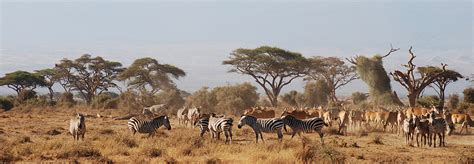 Amboseli Wildlife | Kenya Wildlife Safaris | Explore Wildlife in Kenya