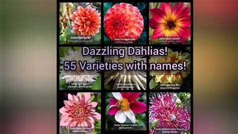 Dazzling Dahlias 55 Different Varieties Of Dahlia With Namesplant Id