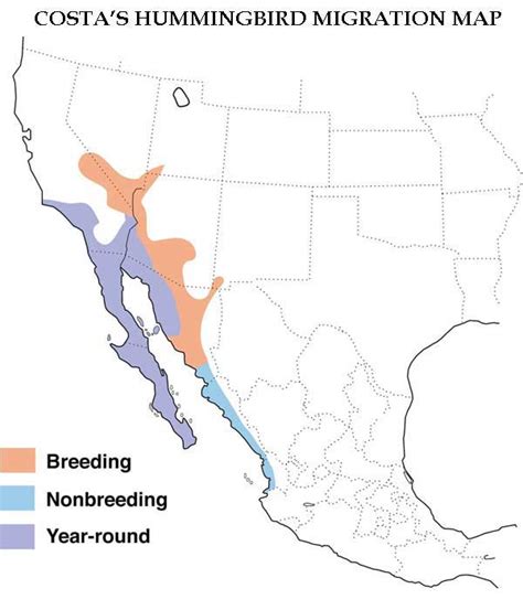 Hummingbird Migration Spring And Fall Migration Information